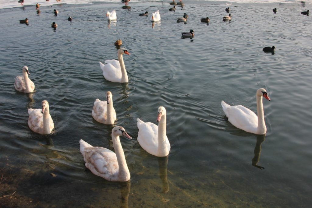 200 - Montataire - Rue Andrée Ginisti - Parc urbain - Etang - Cygnes