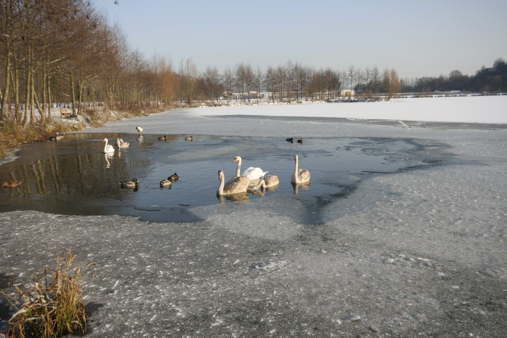 202 - Montataire - Rue Andrée Ginisti - Parc urbain - Etang - Cygnes - Gel
