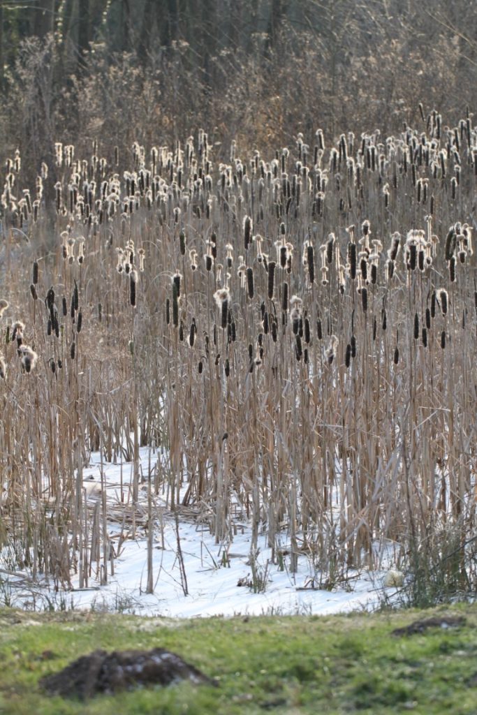 504 - Montataire - Rue Andrée Ginisti - Parc urbain - Etang