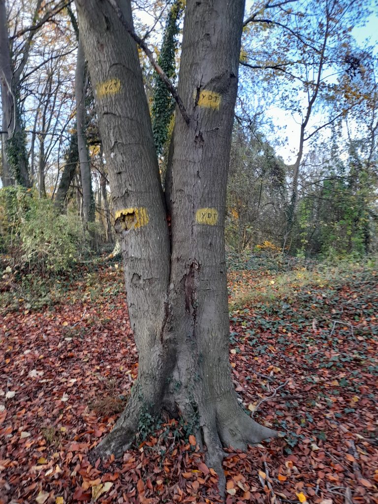 BOIS Communal20201114_150409