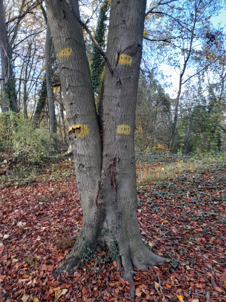 BOIS Communal20201114_150409