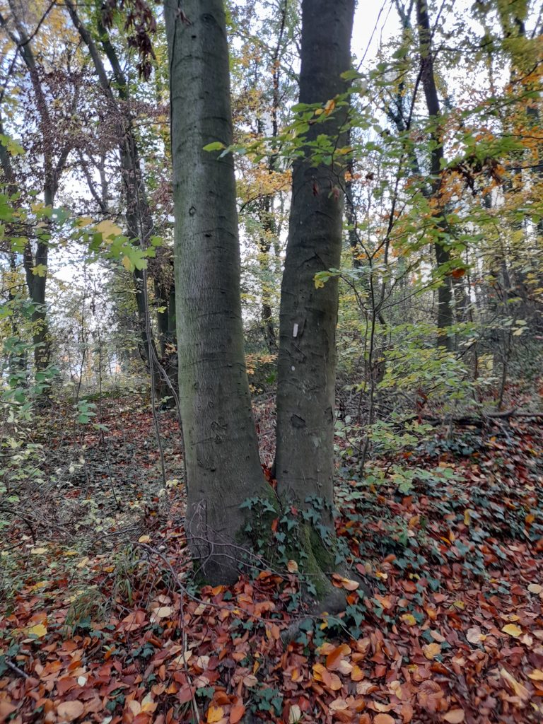 BOIS Communal20201114_150704