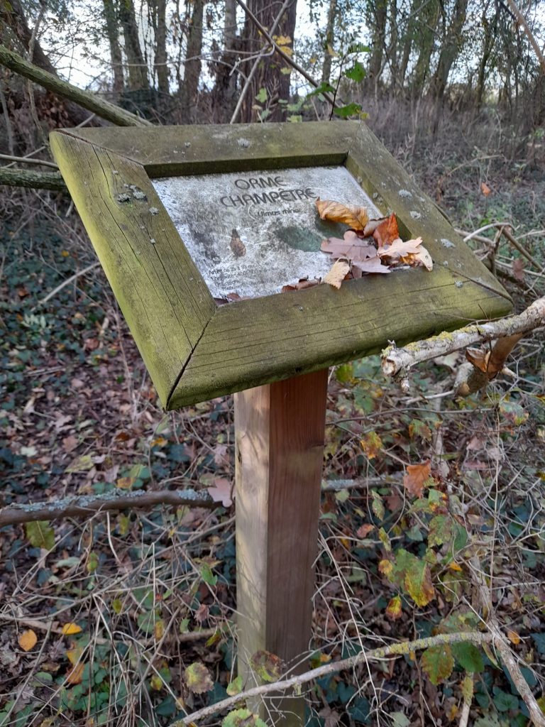 BOIS Communal20201114_151040