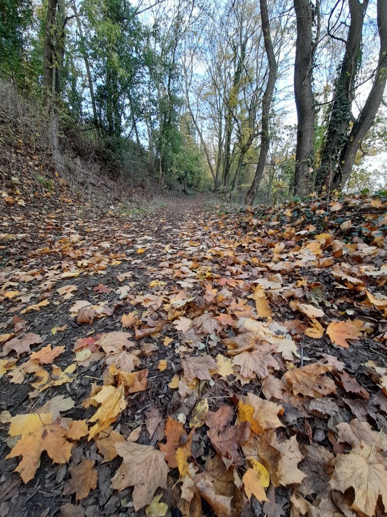 BOIS Communal20201114_151808