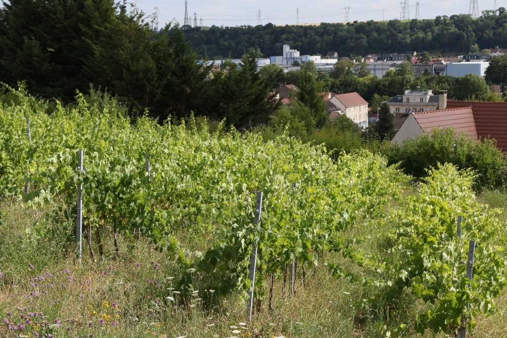 FRANCE VIGNES C7D_8315