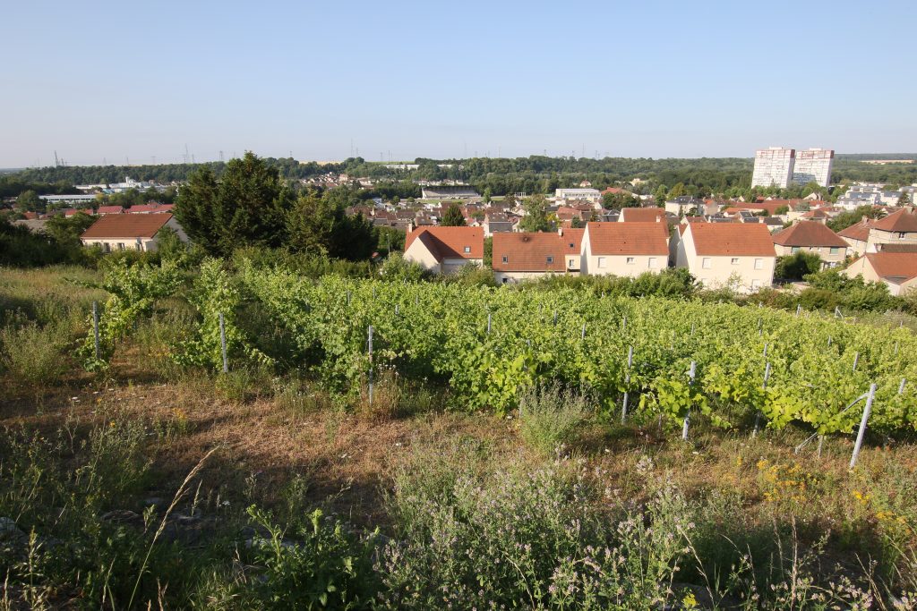 FRANCE VIGNES C7D_8349