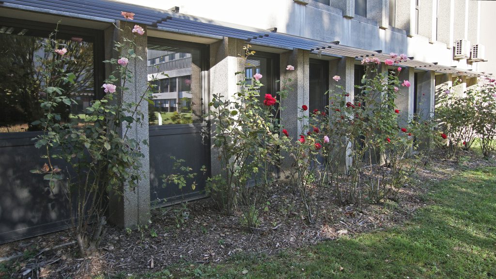 Madrid Rosiers C7D_6827