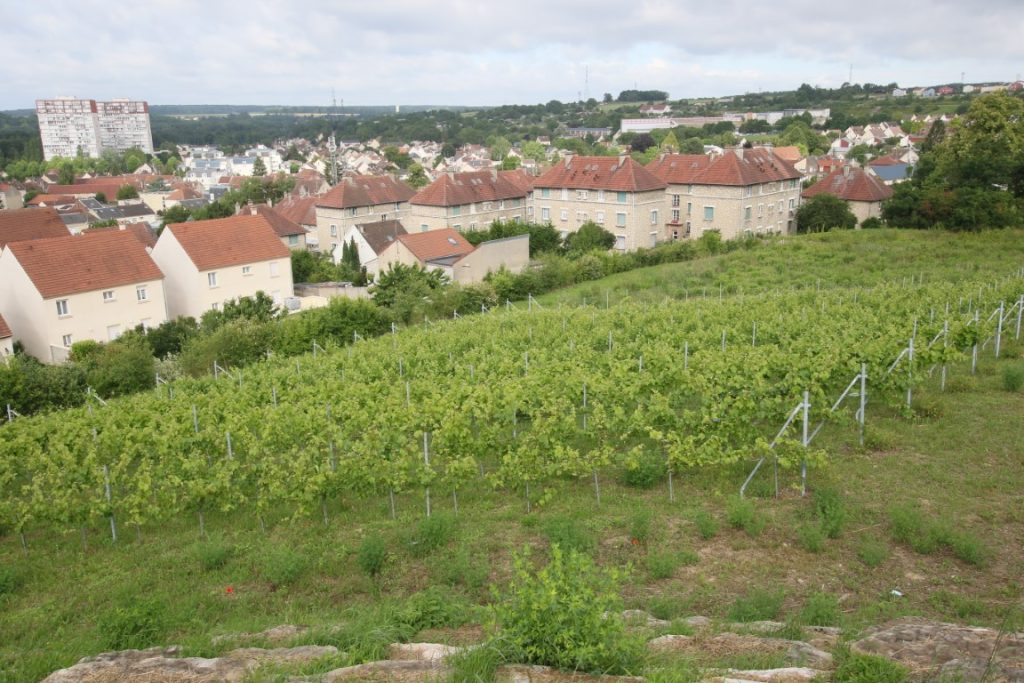 Vignes C7D_8109