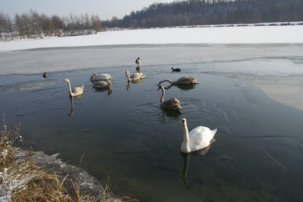 201 – Montataire – Rue Andrée Ginisti – Parc urbain – Etang – Cygnes – Glace