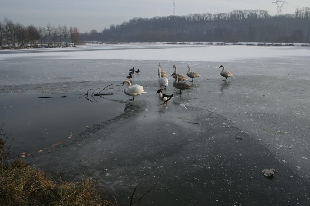 203 – Montataire – Rue Andrée Ginisti – Parc urbain – Etang – Cygnes – Gel