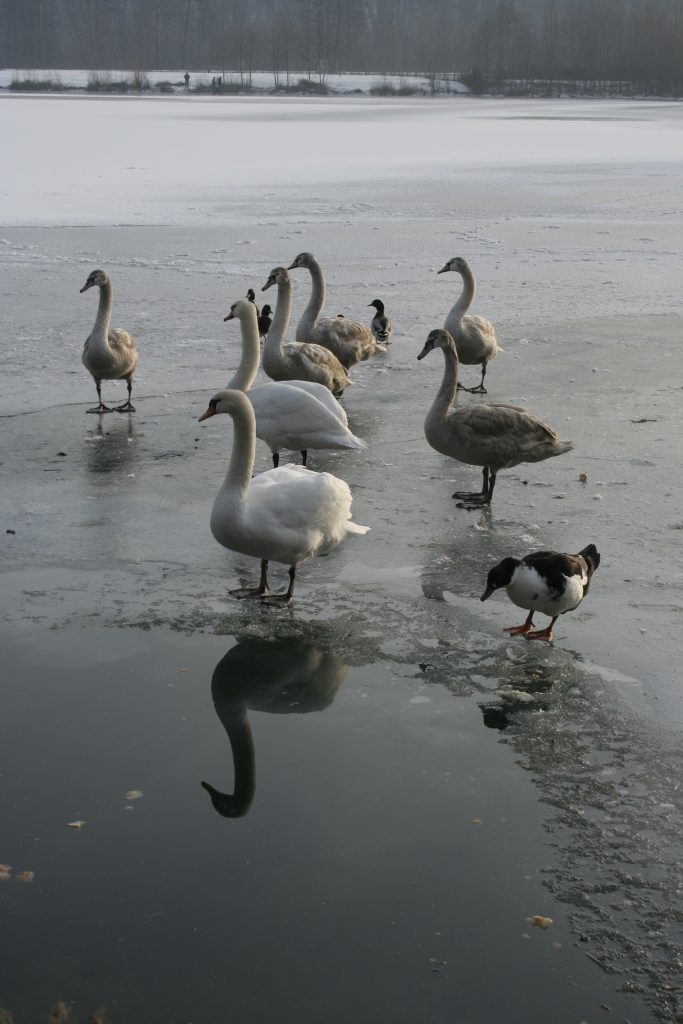 204 – Montataire – Rue Andrée Ginisti – Parc urbain – Etang – Cygnes – Gel