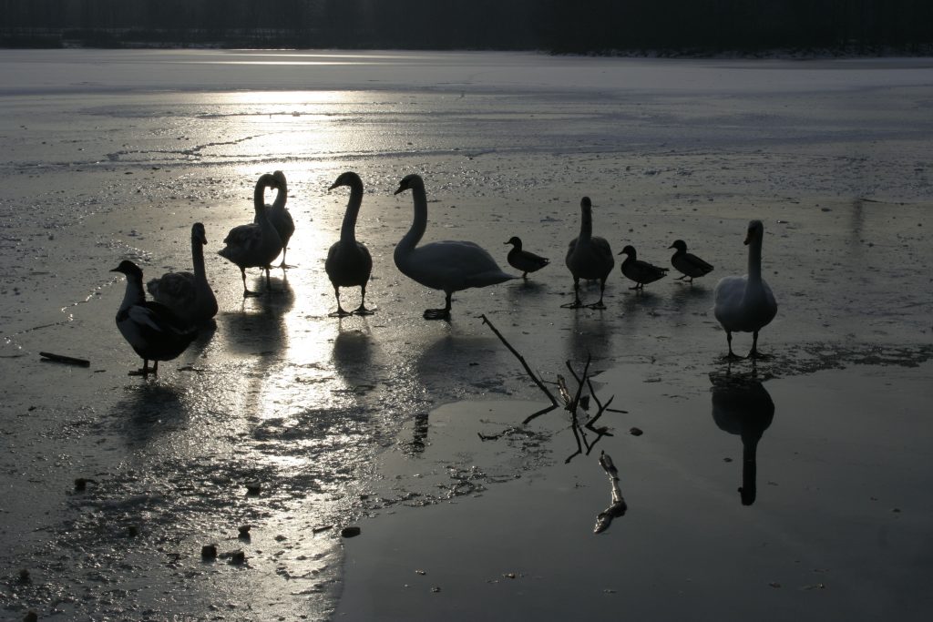 205 – Montataire – Rue Andrée Ginisti – Parc urbain – Etang – Cygnes – Gel