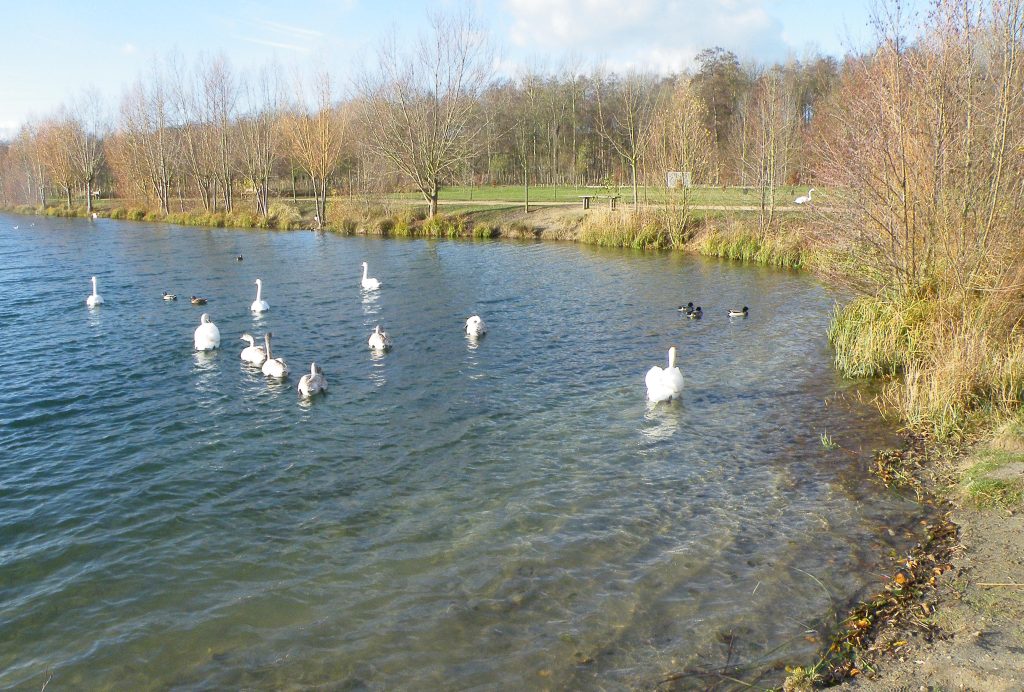 206 – Montataire – Rue Andrée Ginisti – Parc urbain – Etang – Cygnes – Gel
