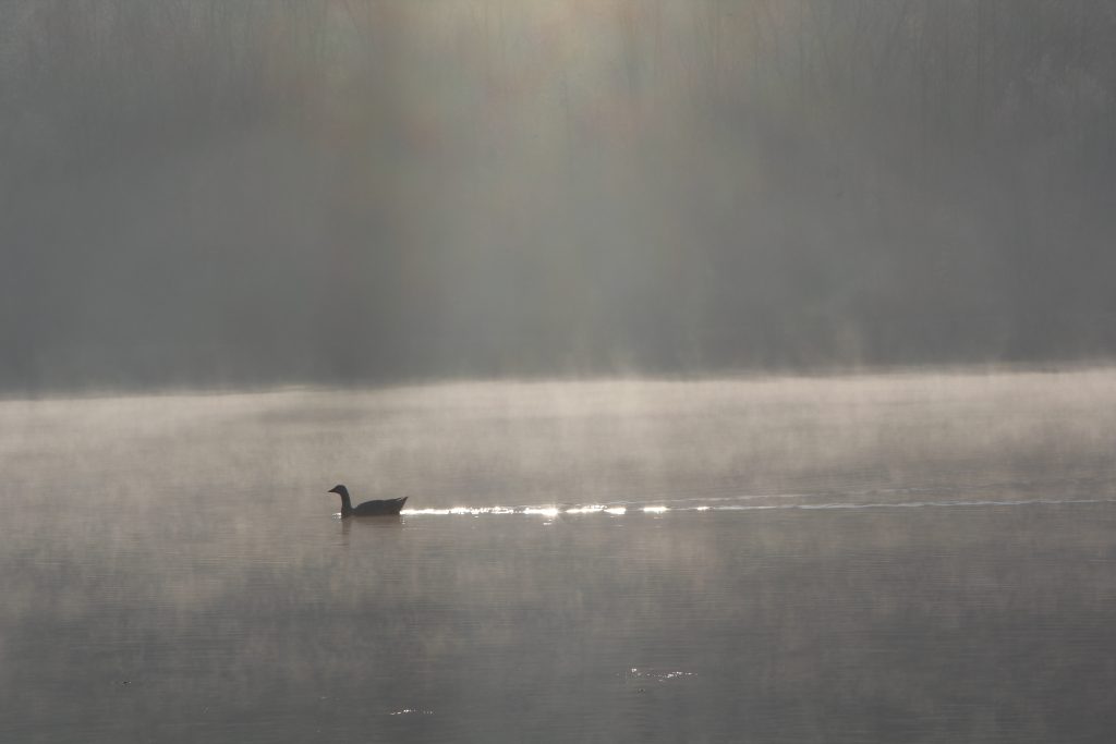 207 – Montataire – Rue Andrée Ginisti – Parc urbain – Etang – Cygnes oies – brume