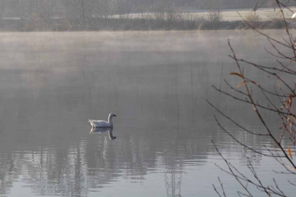 208 – Montataire – Rue Andrée Ginisti – Parc urbain – Etang – Cygnes oies – brume