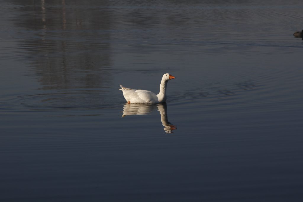 209 – Montataire – Rue Andrée Ginisti – Parc urbain – Etang – Cygnes oies – brume