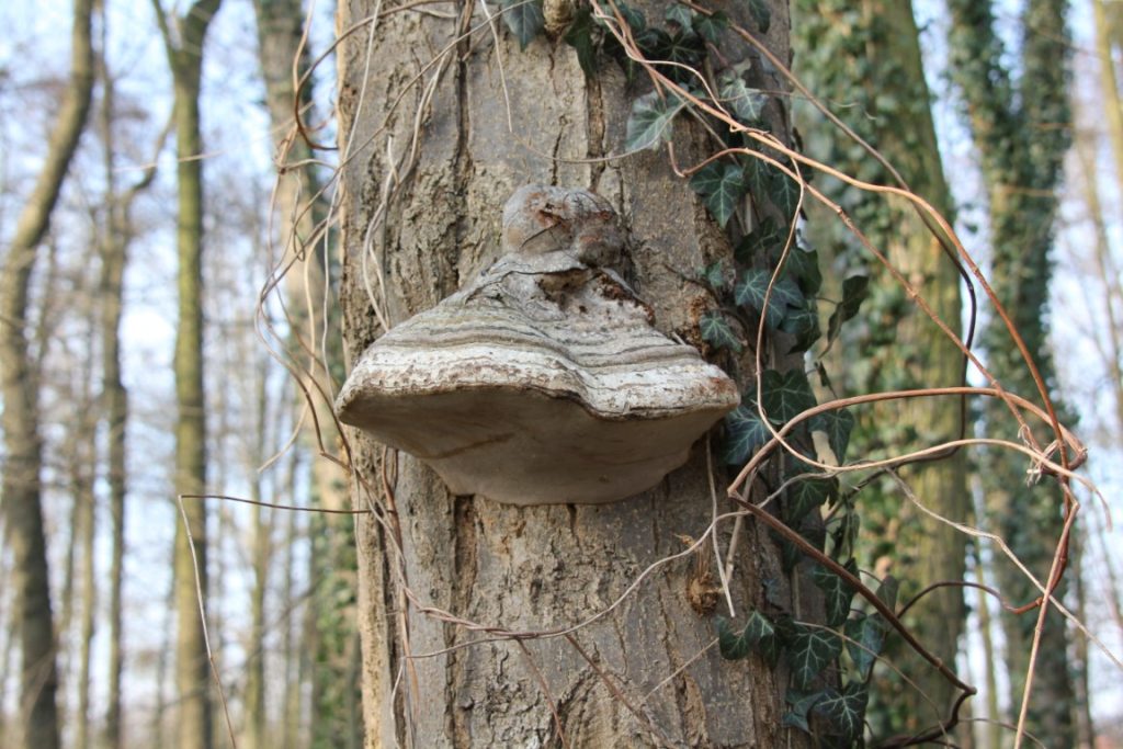 500 – Montataire – Rue Andrée Ginisti – Parc urbain – Etang