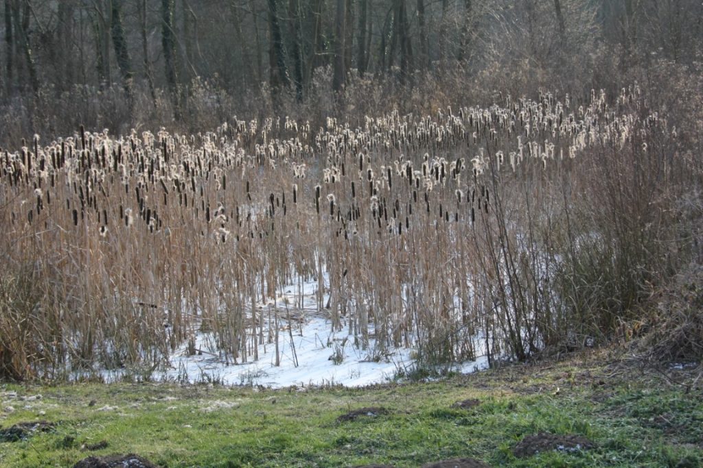 503 – Montataire – Rue Andrée Ginisti – Parc urbain – Etang