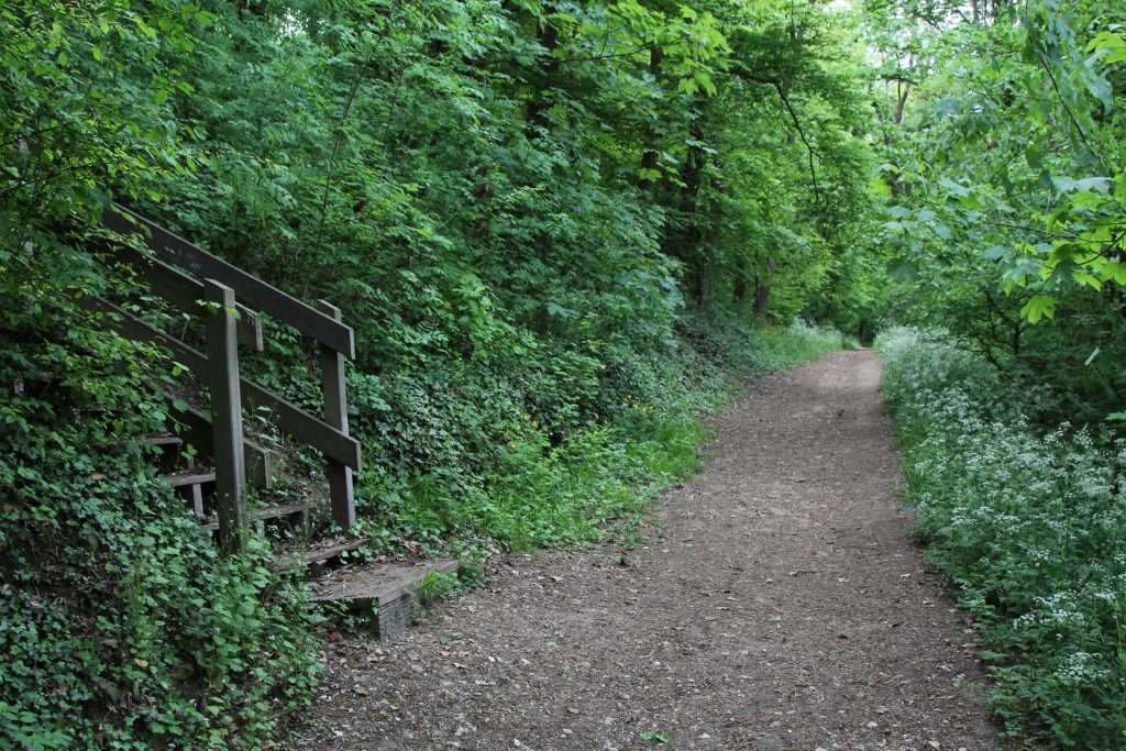 BOIS IMG_1081