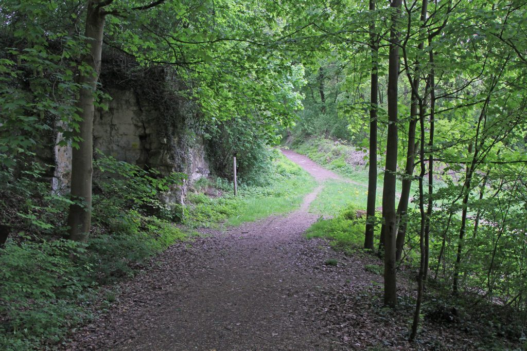 BOIS IMG_1086