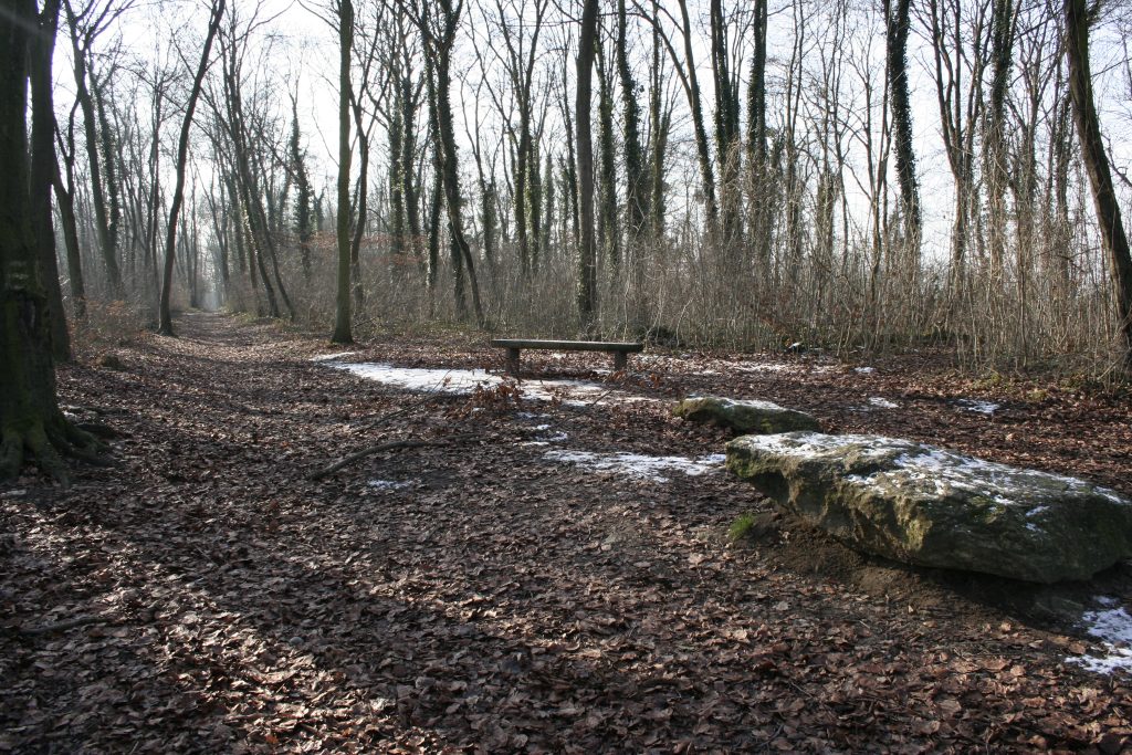 BOIS _MG_8343
