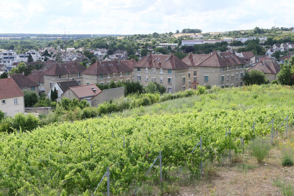 CHERES VIGNES GUESDE (CITE) C7D_8311
