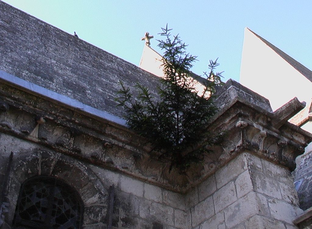 EGLISE PARASITE IMGA0332