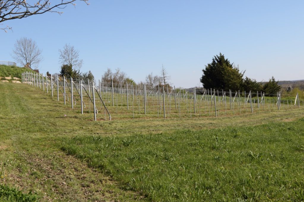 Vignes c7d01437
