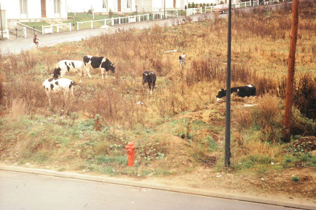 Page 52-07 1974-01-16 Vaches